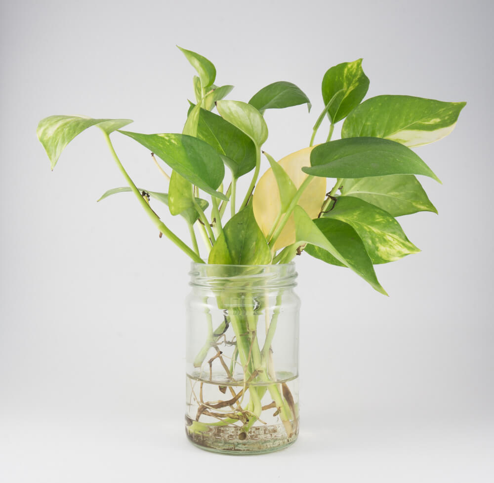 Golden Pothos Plant