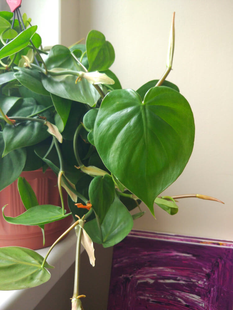 Heartleaf Philodendron Plant