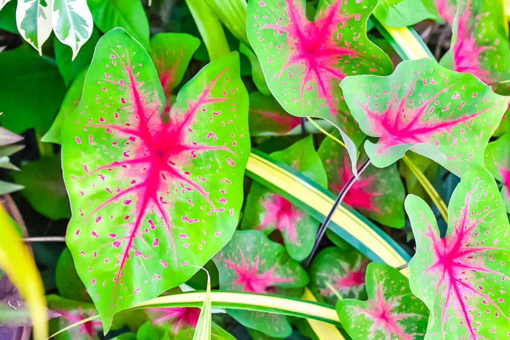 Jungle Queen (Anthurium) Plant