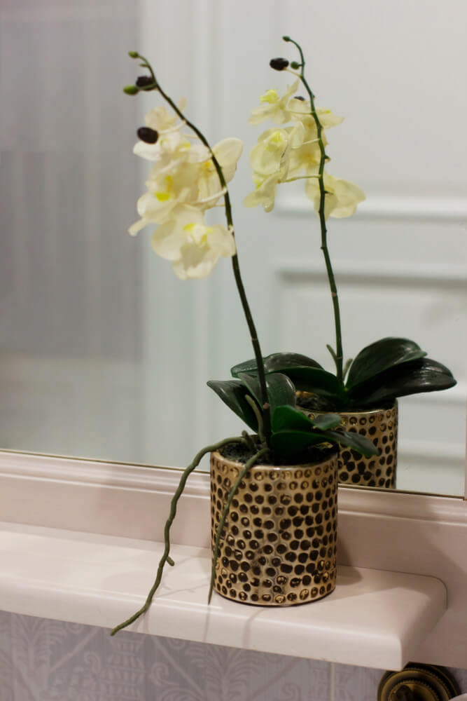 Orchid Plant