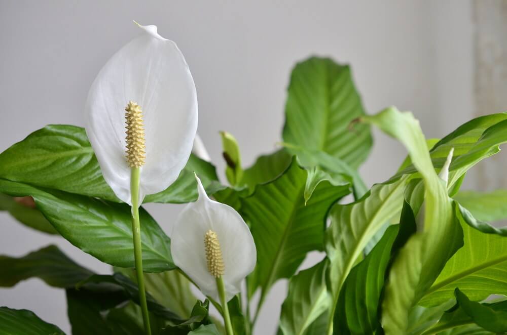 Peace Lily Plant