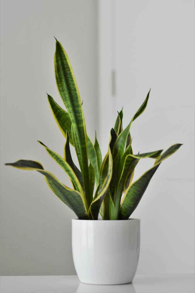 Snake Plant