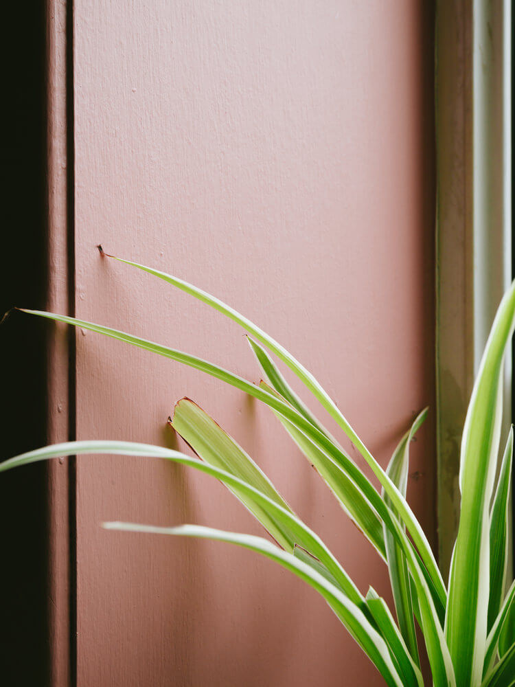 Spider Plant