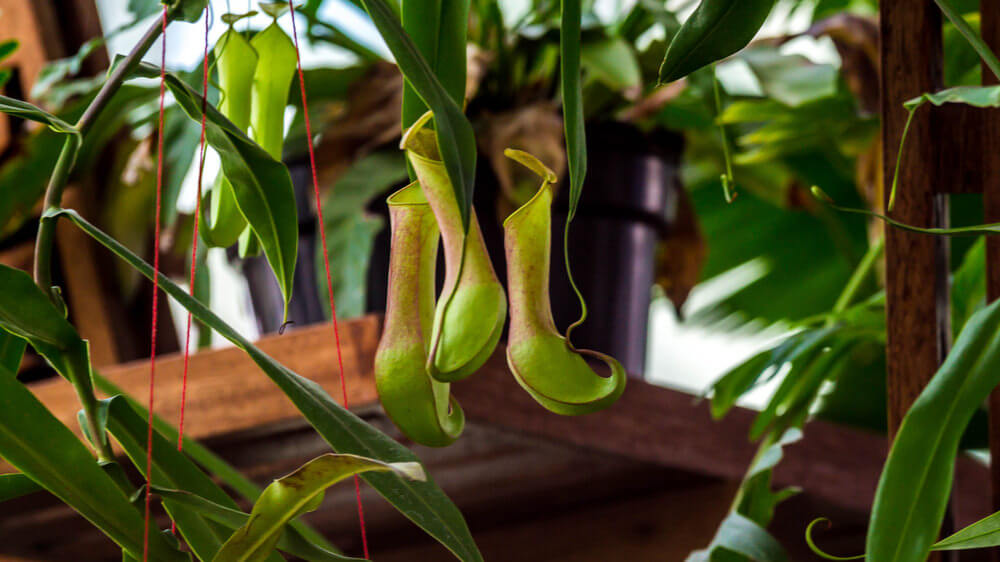 Tropical Pitcher Plant