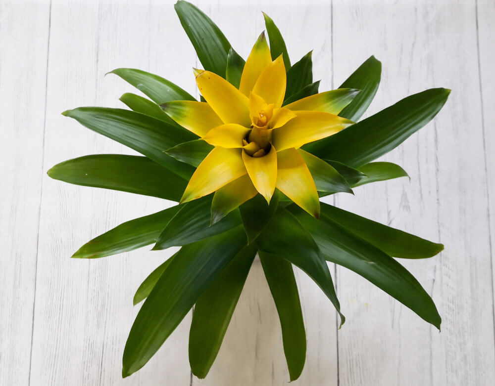 Bromeliad Plant