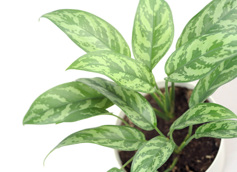 Chinese Evergreen Plant