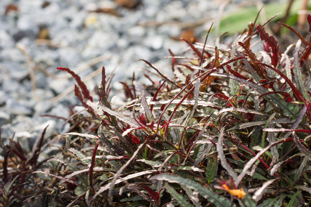 Dragon’s Tongue (Hemigraphis)