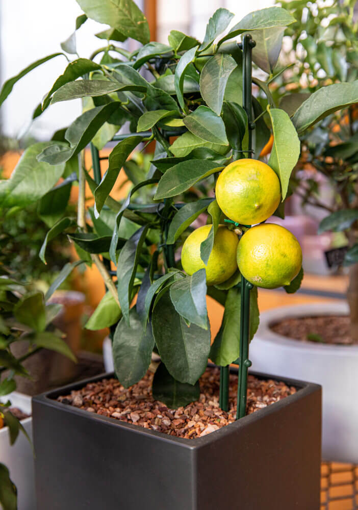 Dwarf Citrus Tree (Orange or Lemon)