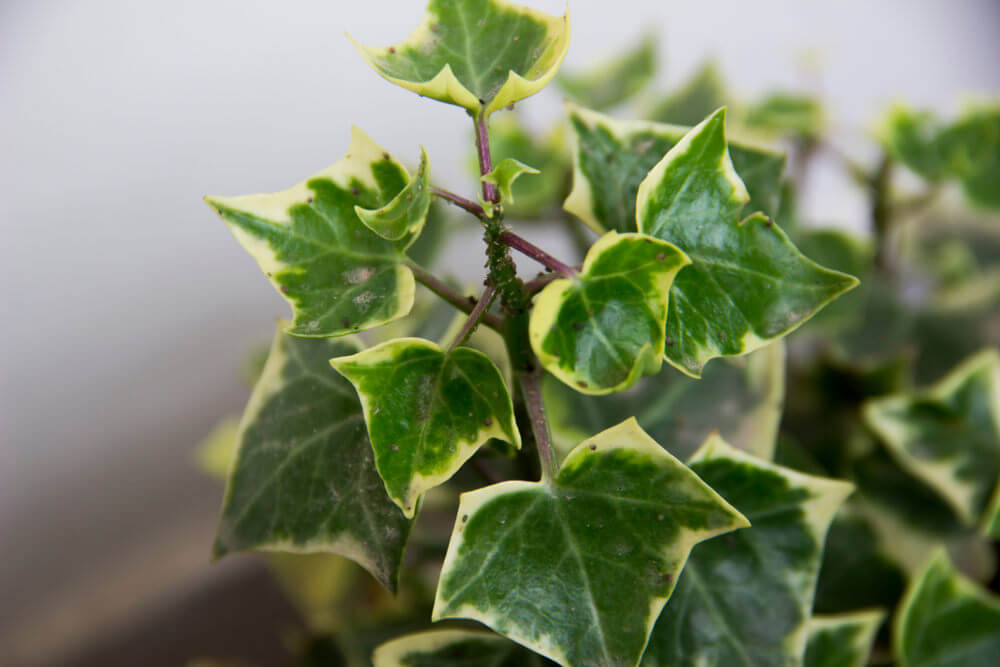 English Ivy Plant