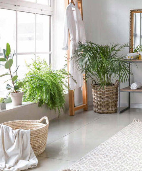The Best Indoor Plants for Your Bathroom