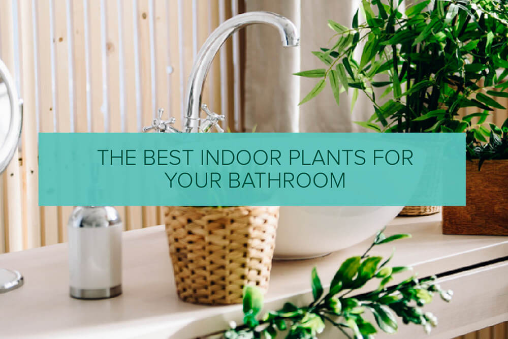 The Best Indoor Plants for Your Bathroom