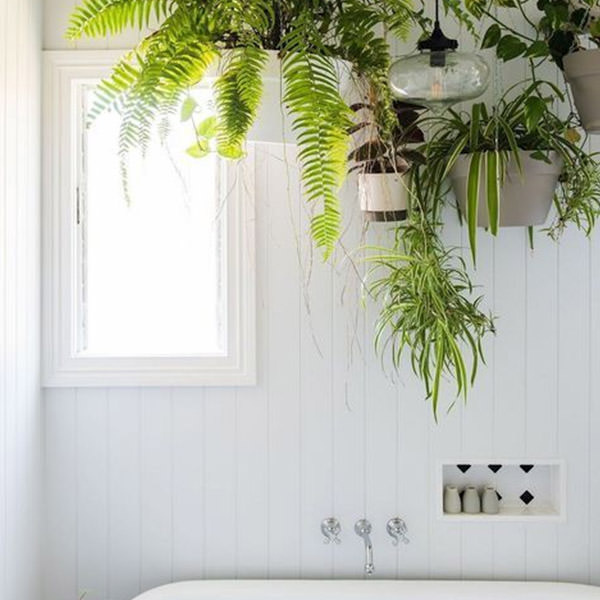 Add life with house plants